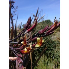 Phormium tenax purpureum